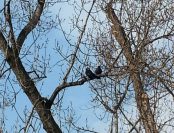 Вить или не вить. Авторское фото И. Пироговой